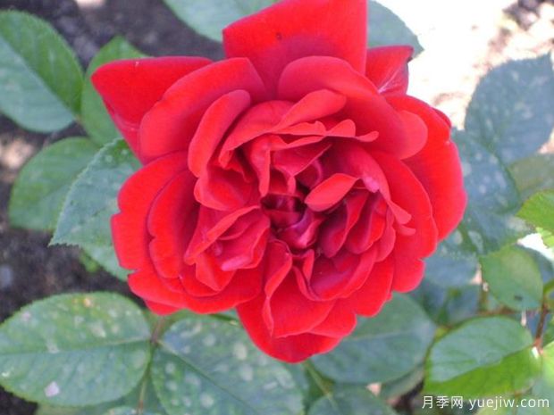 青梅之爱月季/德斯蒙德图图月季(图3) 青梅之爱月季/德斯蒙德图图月季(图3)