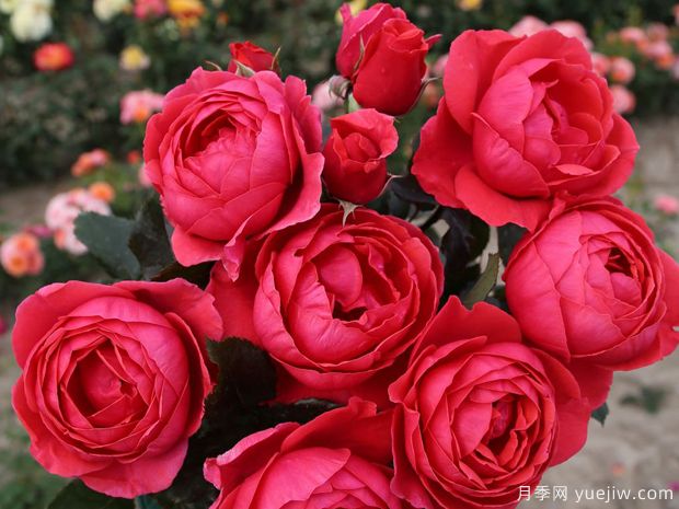 花园公主月季/玛丽何塞月季(图4)