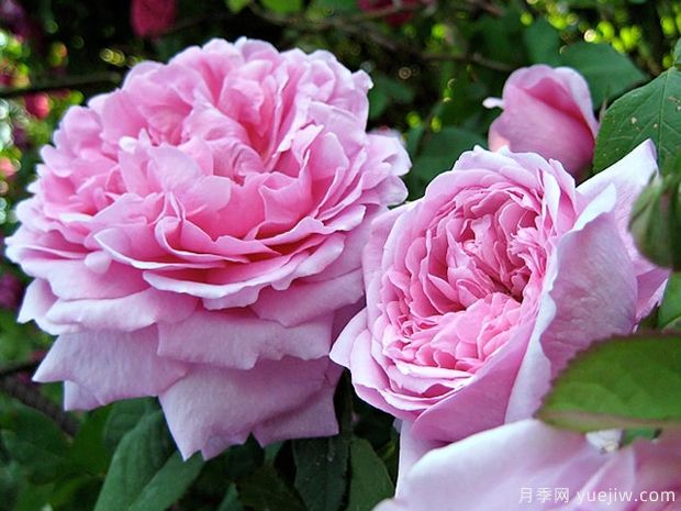 难以复刻的古典之美,30款跨时代月季推荐(图4) 难以复刻的古典月季之美,跨时代月季推荐(图4)