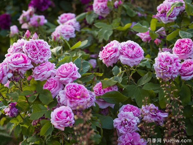 香堡伯爵月季(图3) 香堡伯爵月季(图3)
