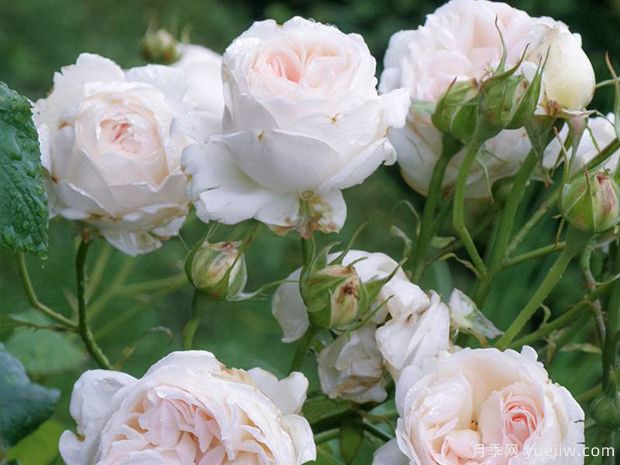 塞巴斯蒂安克奈普月季/芬香记忆月季(图5)