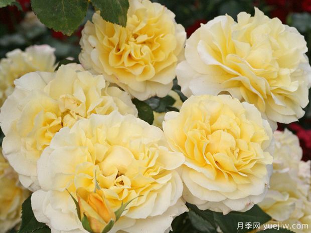 推荐6款抗病的ADR黄色月季(图3) 推荐6款抗病的ADR黄色月季(图3)