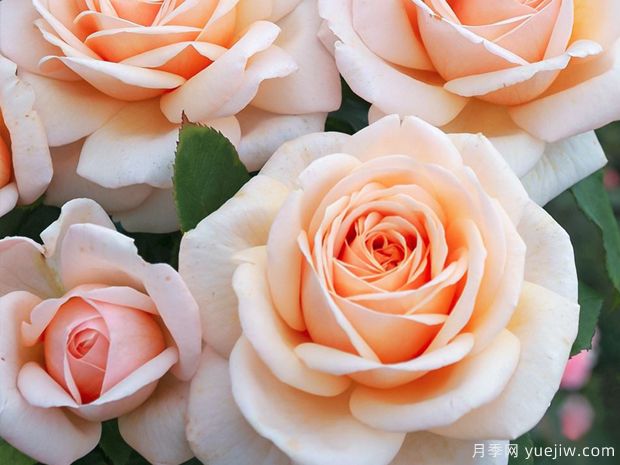 勇气月季(图1) 勇气月季(图1)