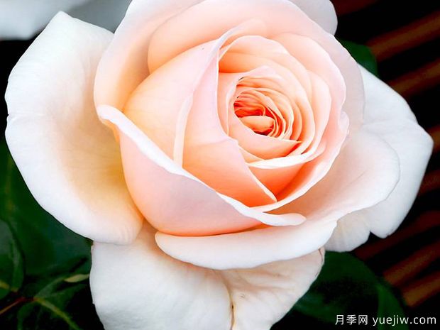 勇气月季(图2) 勇气月季(图2)