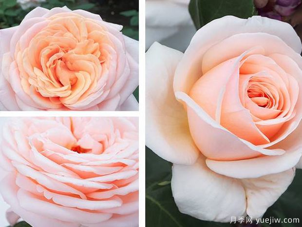 勇气月季(图4) 勇气月季(图4)