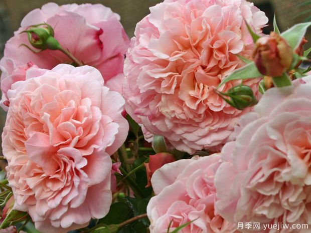 金粉丽人月季/托比厄玫瑰(图2) 金粉丽人月季/托比厄玫瑰/托比亚之花(图2)