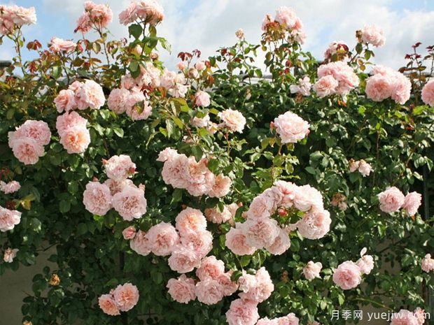 金粉丽人月季/托比厄玫瑰(图4) 金粉丽人月季/托比厄玫瑰/托比亚之花(图3)