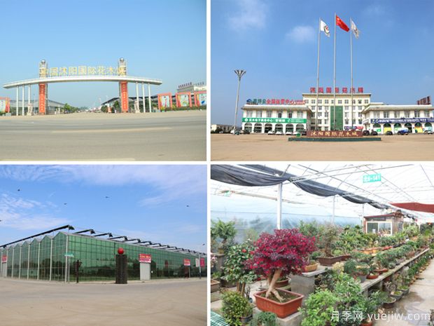 花木城:江苏沭阳国际花木城(图3) 花木城:江苏沭阳国际花木城(图3)