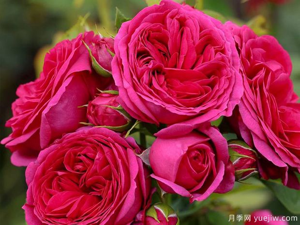 索菲露易丝月季(图1) 索菲露易丝月季(图1)