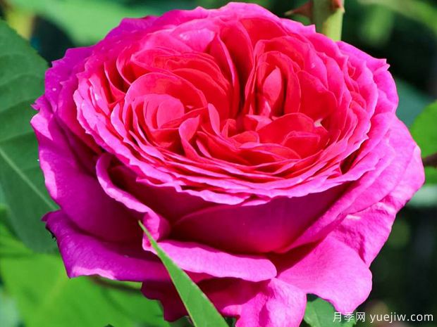 索菲露易丝月季(图2) 索菲露易丝月季(图2)