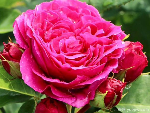 索菲露易丝月季(图3) 索菲露易丝月季(图3)