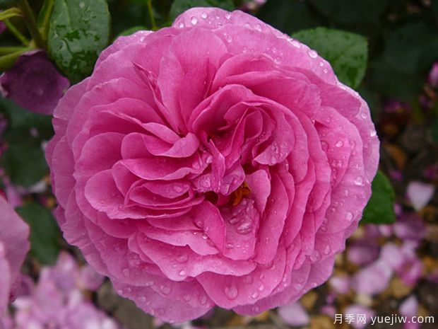 凯菲法赛特月季(图4) 凯菲法赛特月季(图4)