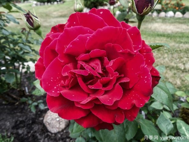 英国皮特月季(图2) 英国皮特月季,品种汇集(图2)