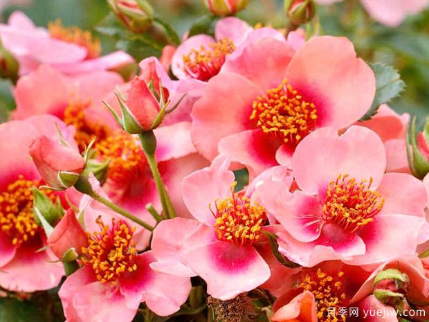 希拉月季(图2) 希拉月季(图2)