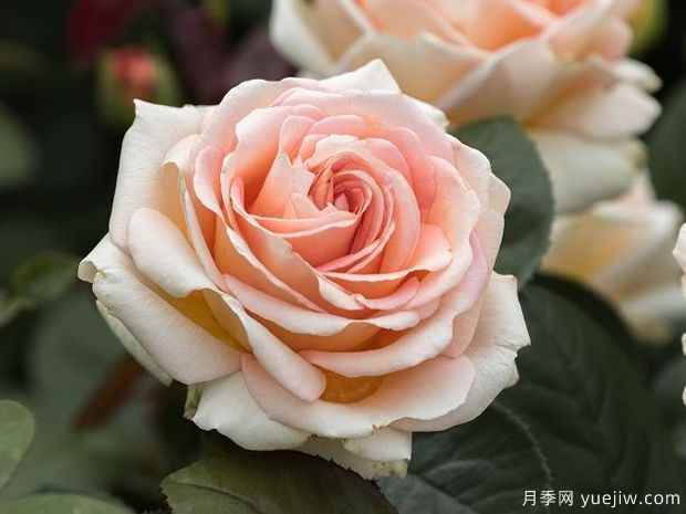 卡普里月季/卡普里夫人月季(图1) 卡普里月季/卡普里夫人月季(图1)