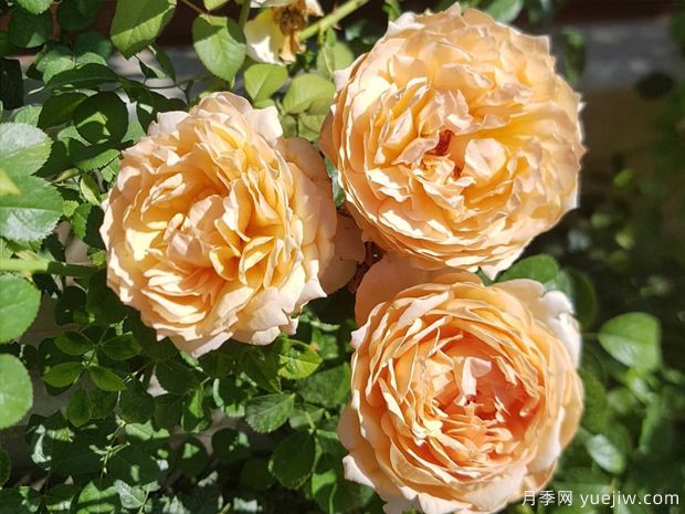 卡普里月季/卡普里夫人月季(图5) 卡普里月季/卡普里夫人月季(图3)