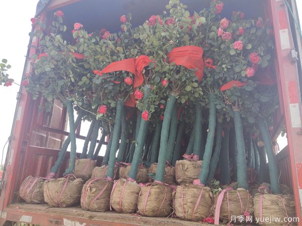 内乡县树状月季效益好，打通富民新路径(图2)