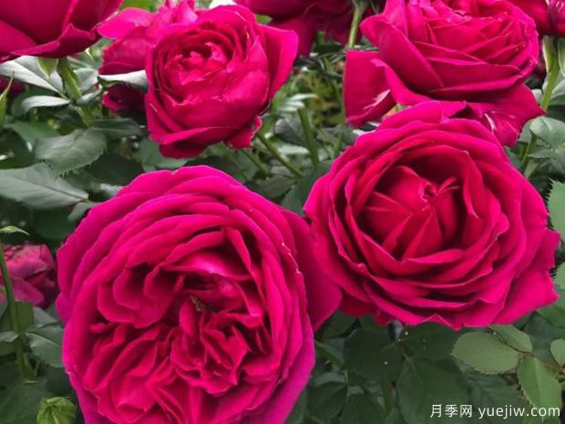 致爱丽丝月季(图1) 致爱丽丝月季(图1)