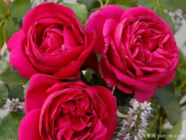 致爱丽丝月季(图2) 致爱丽丝月季(图2)