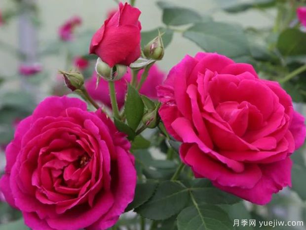 致爱丽丝月季(图3) 致爱丽丝月季(图3)