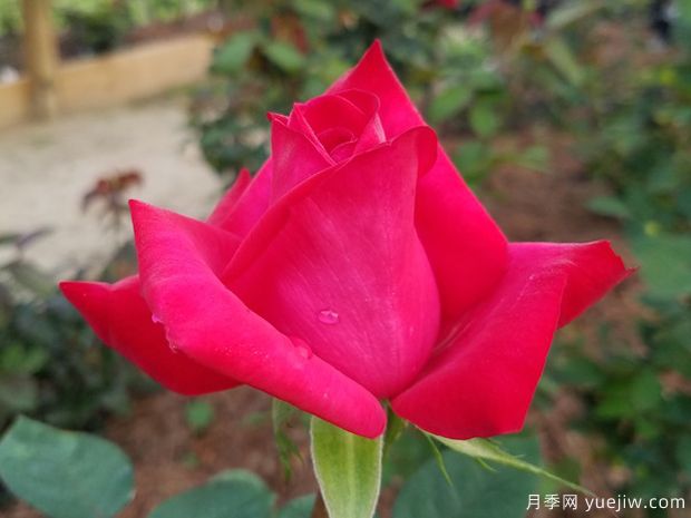 克莱尔爱丽丝月季(图1) 克莱尔爱丽丝月季(图1)