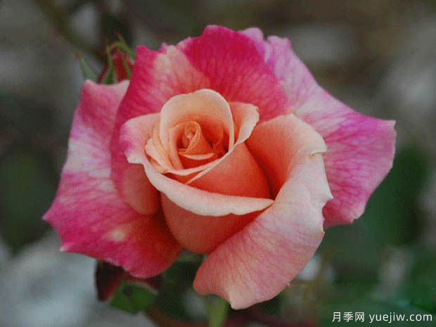 胡佛总统月季的优缺点是什么？(图1)