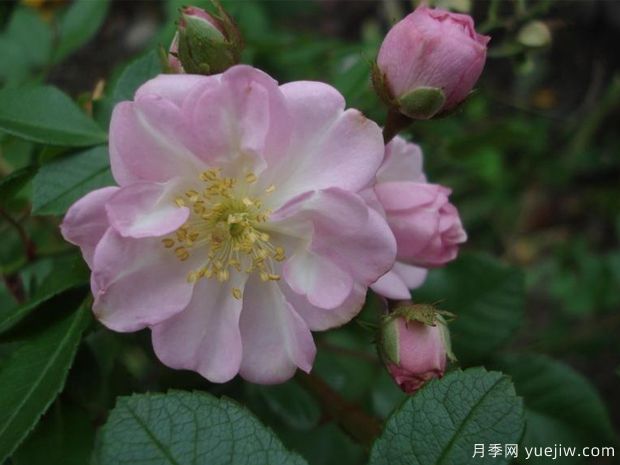 不眠羞涩月季/永久腮红月季(图1)