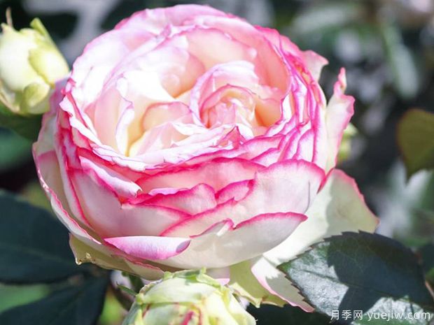 月光月季(图1) 月光月季(图1)