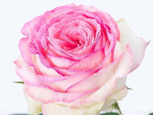 月光月季(图2) 月光月季(图2)