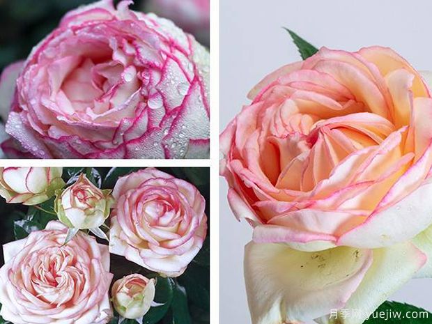 月光月季(图3) 月光月季(图3)