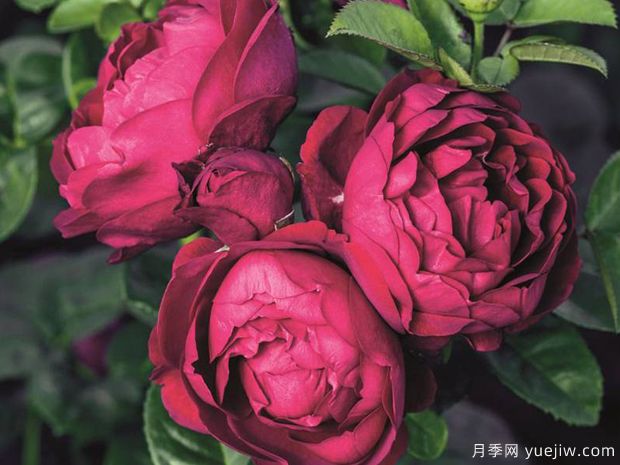 雅士谷月季(图2) 雅士谷月季/阿斯科特月季(图2)