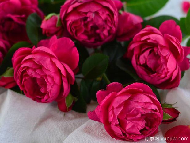 雅士谷月季(图3) 雅士谷月季/阿斯科特月季(图3)