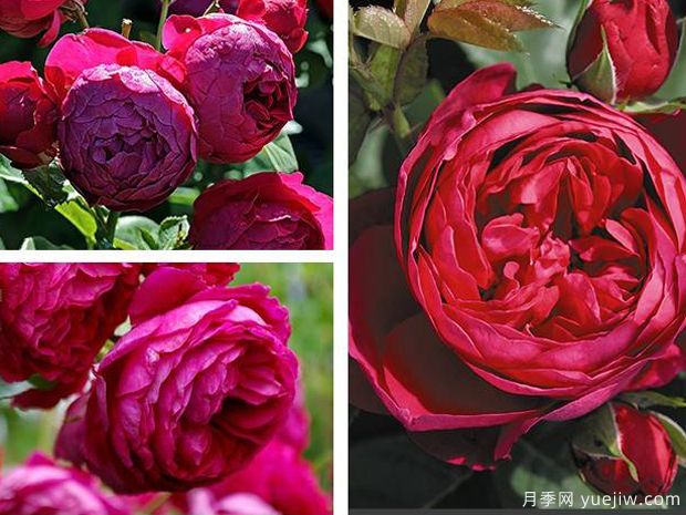 雅士谷月季(图4) 雅士谷月季/阿斯科特月季(图4)