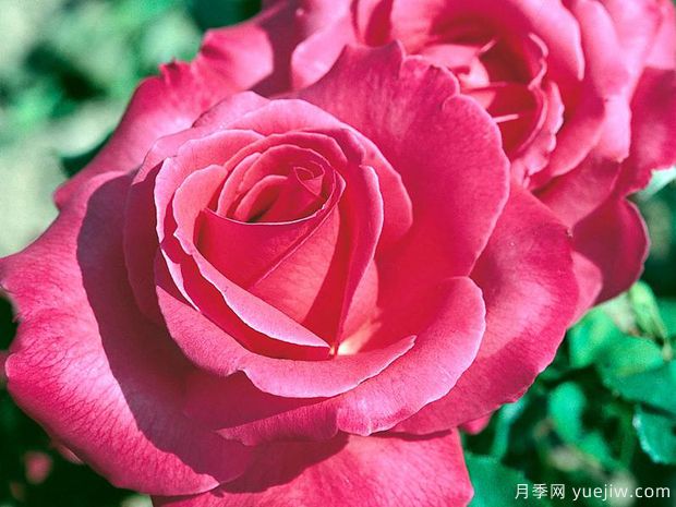 夏洛特兰普林月季(图1) 夏洛特兰普林月季(图1)