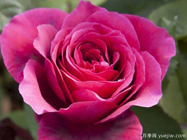 夏洛特兰普林月季(图2) 夏洛特兰普林月季(图2)