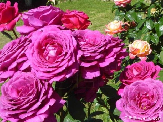 夏洛特兰普林月季(图3) 夏洛特兰普林月季(图3)