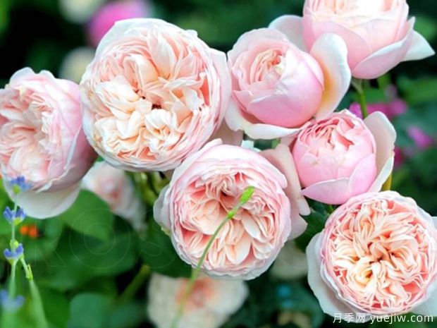 百丽浪漫月季(图3) 百丽浪漫月季/浪漫丽人月季(图4)