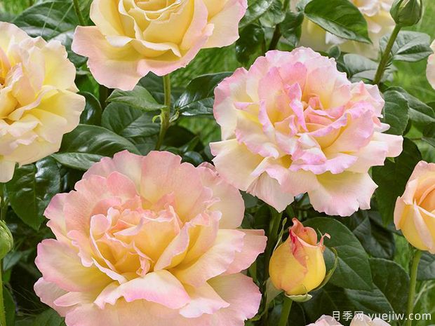 4个殿堂级月季,好看又好养(图1) 4个殿堂级月季,好看又好养(图1)