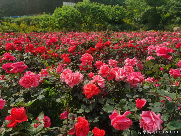 信阳月季应用和月季景观(图1)