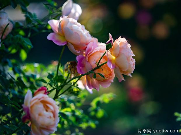 信阳月季应用和月季景观(图3)