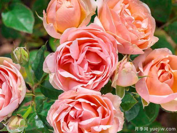 杏色马卡龙月季(图1)