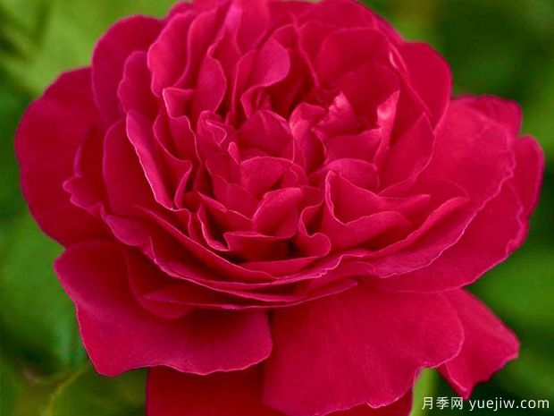 红香月季(图2) 红香月季(图2)