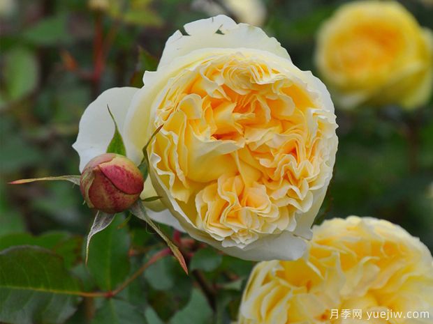 西西里舞曲月季/西西里安(图2)