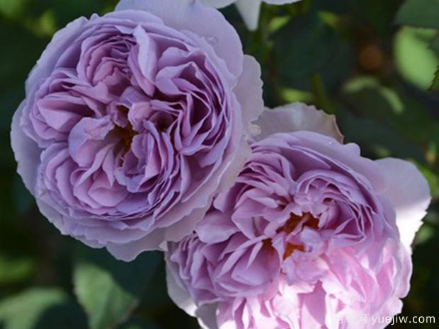 丽拉月季(图1) 丽拉月季(图1)