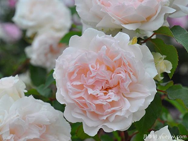 法兰西丝柏纳特月季/弗朗西丝伯内特月季(图1) 法兰西丝柏纳特月季/弗朗西丝伯内特月季(图1)