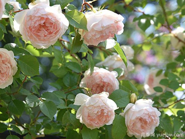 法兰西丝柏纳特月季/弗朗西丝伯内特月季(图3) 法兰西丝柏纳特月季/弗朗西丝伯内特月季(图3)