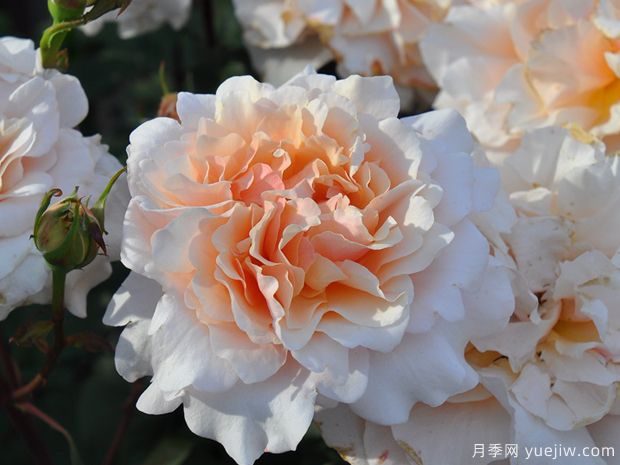 园丁老班月季(图1) 园丁老班月季(图1)