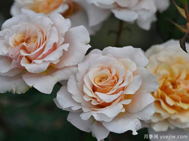 园丁老班月季(图2) 园丁老班月季(图2)