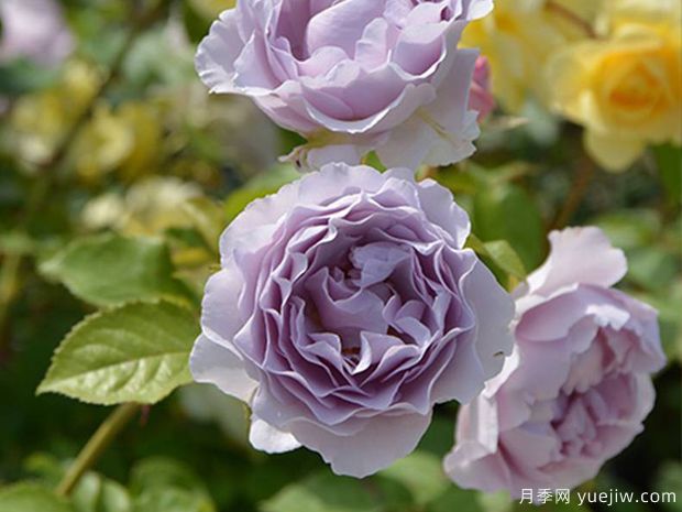 卡米尔月季(图1) 卡米尔月季(图1)