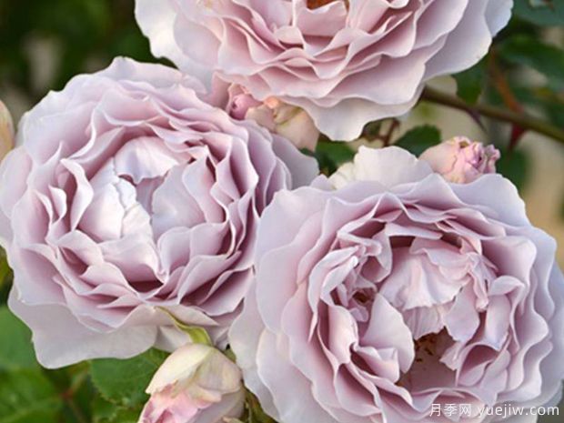 卡米尔月季(图2) 卡米尔月季(图2)